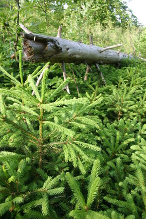 Bild vergr&ouml;&szlig;ern: Totholz im Wald - Lebensraum f&uuml;r unz&auml;hlige Insekten und Pilze
