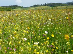Bild vergr&ouml;&szlig;ern: Natur- und Kulturlandschaft: Im Kreis Tuttlingen pr&auml;gen Magerrasen, Wacholderheiden und blumenbunte Wiesen das Landschaftsbild. Der Landschaftserhaltungsverband
organisiert ihre Pflege &uuml;ber Landschaftspflegevertr&auml;ge.