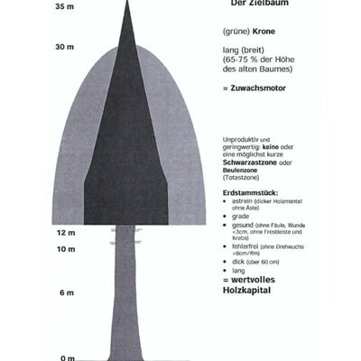 Bild vergr&ouml;&szlig;ern: Z-Baum