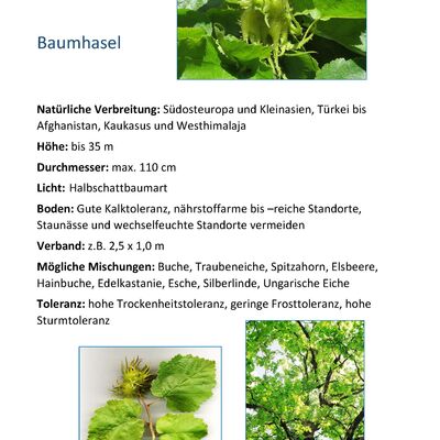Bild vergr&ouml;&szlig;ern: Baumhasel