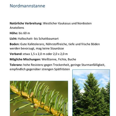 Bild vergr&ouml;&szlig;ern: Nordmannstanne
