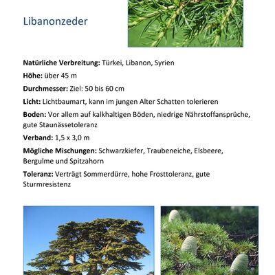 Bild vergr&ouml;&szlig;ern: Libanonzeder