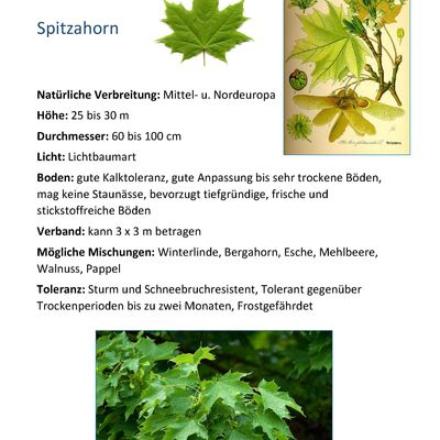 Bild vergr&ouml;&szlig;ern: Spitzahorn