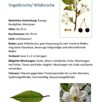 Bild vergr&ouml;&szlig;ern: Wildkirsche