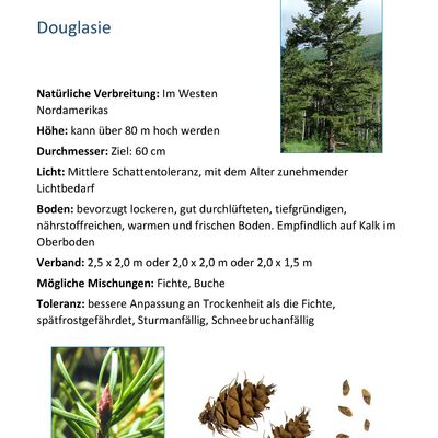 Bild vergr&ouml;&szlig;ern: Douglasie
