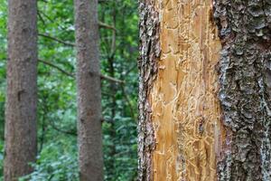 Borkenk&auml;fer gef&auml;hrden den Wald