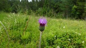 Bild vergr&ouml;&szlig;ern: Knollige Kratzdistel_Lupfen