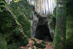 Flederm&auml;use in H&ouml;hlen_1000_AdobeStock_136280276