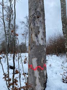 Bild vergr&ouml;&szlig;ern: 167_Gekennzeichneter Habitatbaum